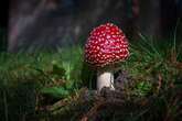 FDA restricts psychoactive mushroom used in some edibles