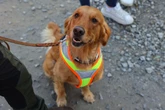 Dogs respond better when owners use cute ‘baby talk’, study finds