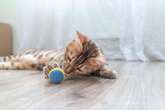 Four in 10 cats choose to play fetch with their owners, research shows