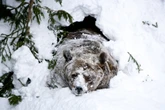 Humans may have hibernation ‘superpowers’ in untapped genes