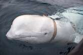 Russian ‘spy whale’ may have fled military training, expert says