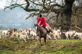 Hunt hounds ‘chased and attacked cats, dogs, donkeys and alpacas’