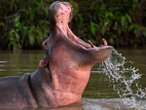 Flying Hippos: UK researchers find giant animal can become airborne