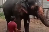 Killer elephant’s rescue in India sparks massive street protests