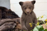 So bear-y excited! Two-month old cub bounces around