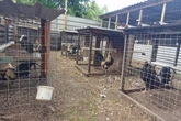Two arrested and 27 cockerels seized in suspected cockfighting raid