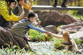 Shennongjia’s monkeys make golden return