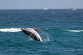 Scientists investigating huge spike in whale deaths near San Francisco