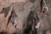 Australian man dies from rare infection caused by bat virus
