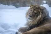 Zoo pays tribute after lion dies at equivalent of 100 years old