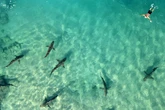 Sharks from species once thought harmless kill and eat snorkeler