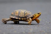 Man tried to smuggle hundreds of turtles inside socks