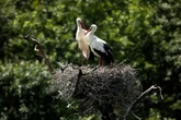 ‘Iconic’ white storks could be coming back to London after centuries