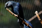 Rare blue parrot sparks global row over billionaire’s exotic zoo