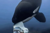 Killer whales found sharing food with humans in groundbreaking study