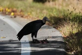 Farmers face a new threat. Black vultures are killing their cattle