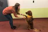 Scientists train dogs to sniff out stress in human breath