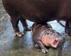 Viral baby hippo from Thailand zoo facing harassment from visitors