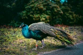 Loose peacock waking town at 5am and destroying vegetable patches