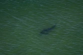 Father and son help rescue great white shark stranded in shallows