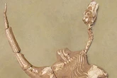 Bird-dinosaur species found with extremely ‘robust’ hands