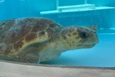 Pregnant sea turtle returns to the ocean off Florida after treatment