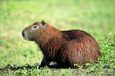 Cinnamon the capybara still missing after escape from Hoo Zoo