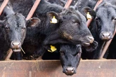 First case of viral disease detected on French cattle farm