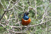 These birds form life-long friendships just like humans