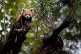 Red panda diplomacy offers glimmer of hope amid China-Taiwan tensions