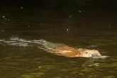 ‘Very chill’ wild beaver filmed on river after return of species to UK