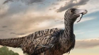 Giant fossil footprints lead to megaraptor dinosaur discovery in China
