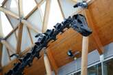 ‘Giant dinosaur carcasses might have been important food for Jurassic predators’