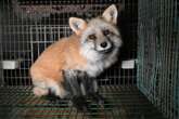 MPs sound alarm over new pandemic from animal fur trade