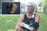 Florida woman fights off alligator after it attacked her dog