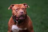 Suspected XL Bully dog killed in ‘targeted’ attack