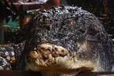 World’s largest captive crocodile Cassius passes away in Australia