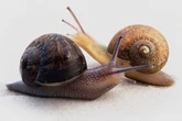 Ned the snail is a one in 40,000. That’s a problem for his love life