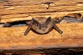 New York men die from pneumonia after using bat poop to grow marijuana