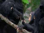 Scientists find similarities between chimpanzee and human conversation