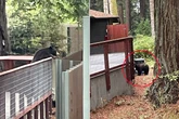 Black bear enters California zoo, meets three resident bears