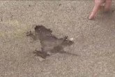 Bizarre Chicago ‘rat hole’ tourist attraction may is not what it seems