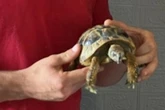 Tortoise rescued after starting fire in south London flat