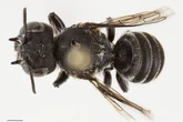 ‘Lucifer’ bee with devil-like horns discovered in Australia