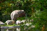 Where’s Happy? The mystery surrounding Bronx Zoo’s famous elephant