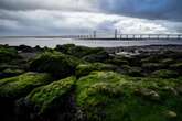 Seaweed could be a key part of a healthy diet, new study suggests