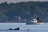 Republicans try to weaken 50-year-old law credited with saving whales