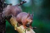 Secret to why grey squirrels outcompete reds may lie in gut bacteria – study