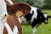 A cow was handed a waste carriers licence. Now MPs want tighter checks