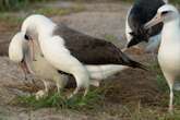 World’s oldest wild bird is about to become a mom again at 74